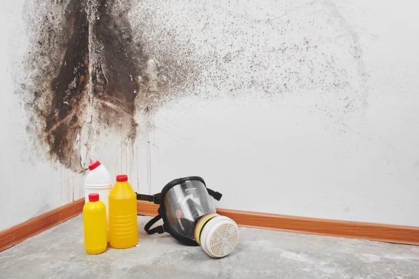 Environmental Consulting for Mold Prevention in Cuero, TX